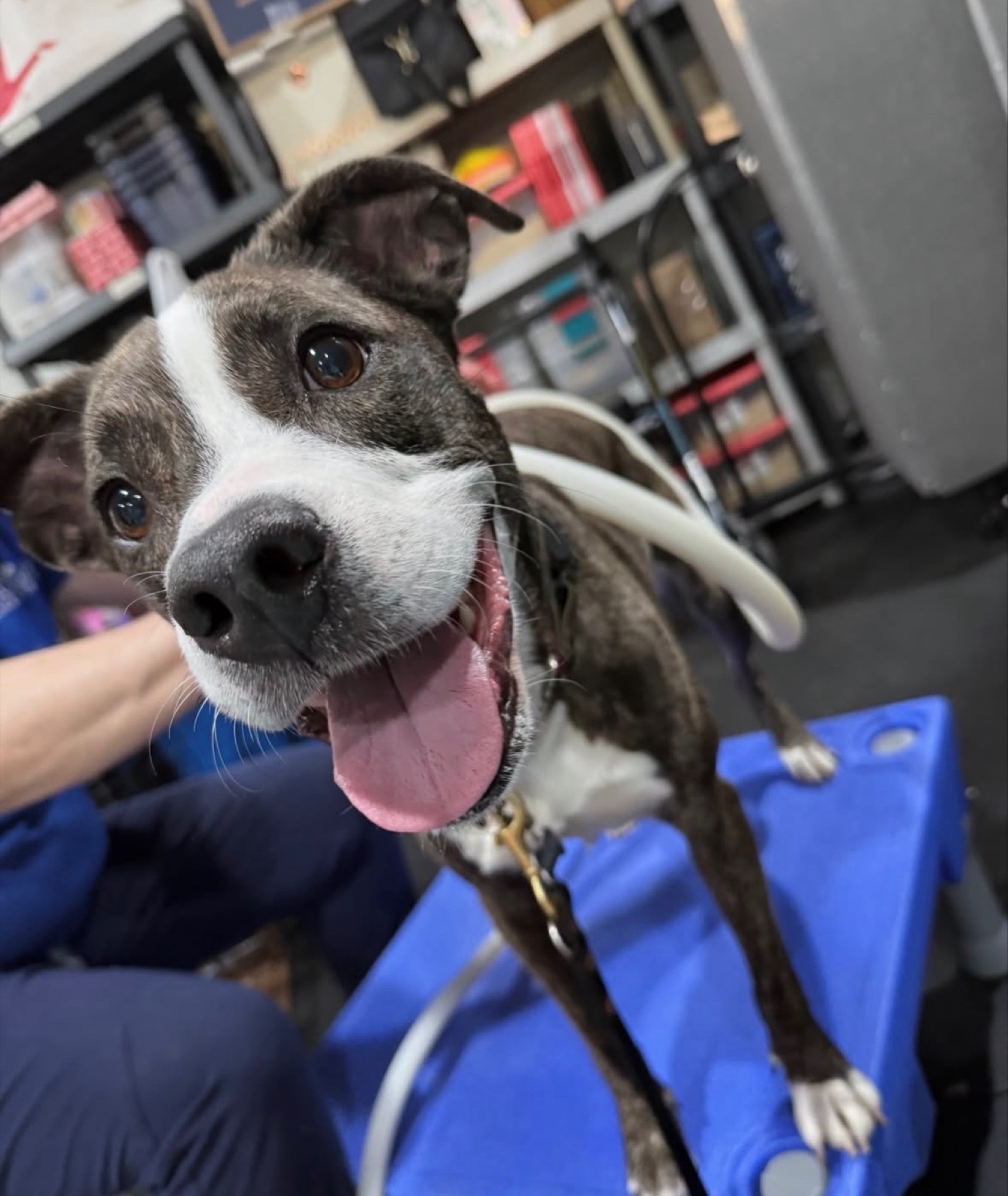 Brindle pit mix during a PEMF therapy session