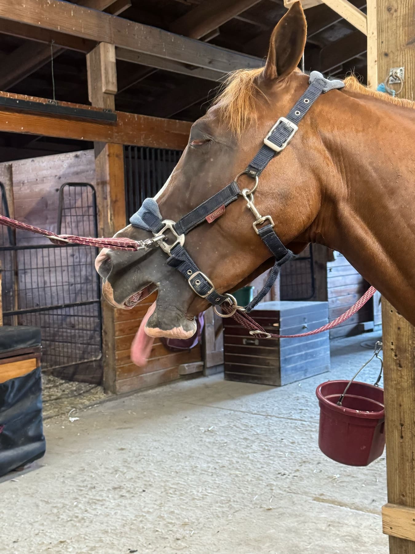Chestnut horse before a DWT Wellness PEMF session