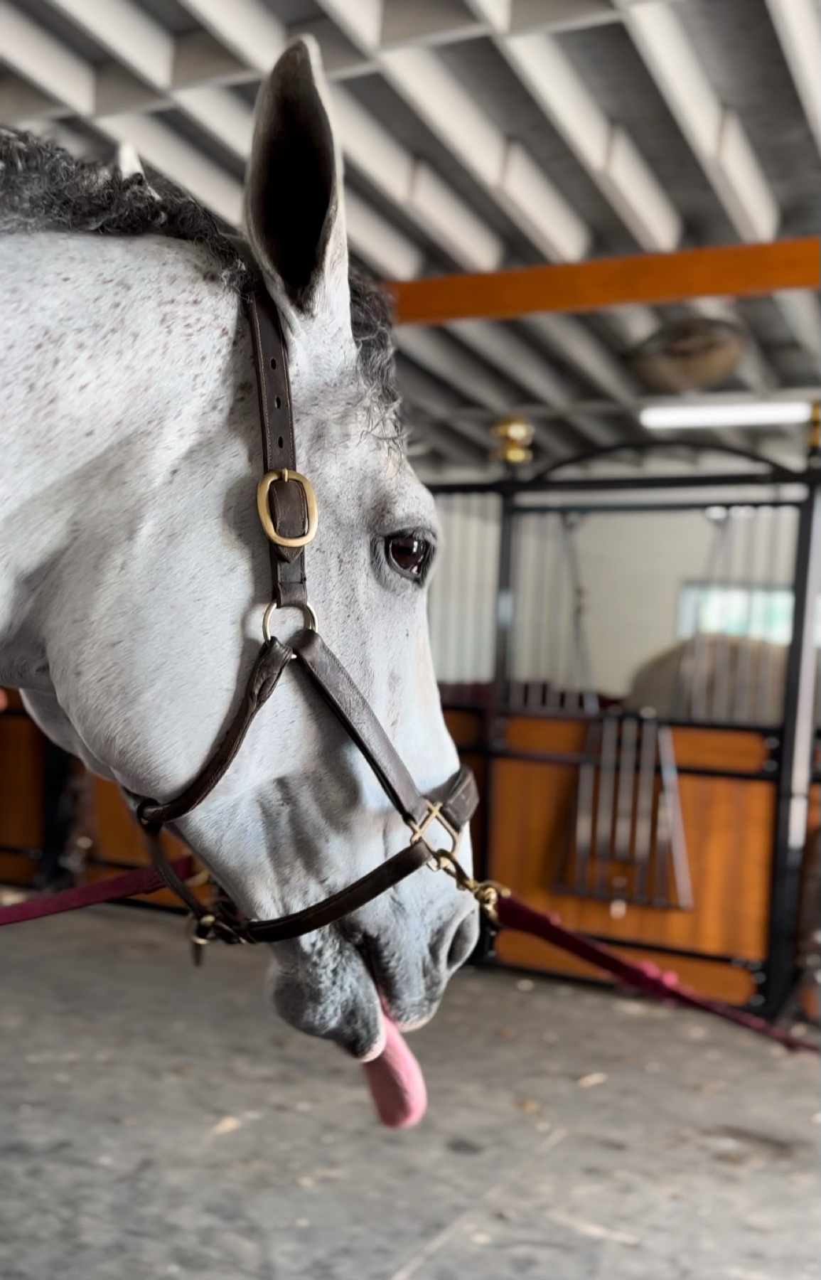 Haflinger horse close-up during a PEMF session